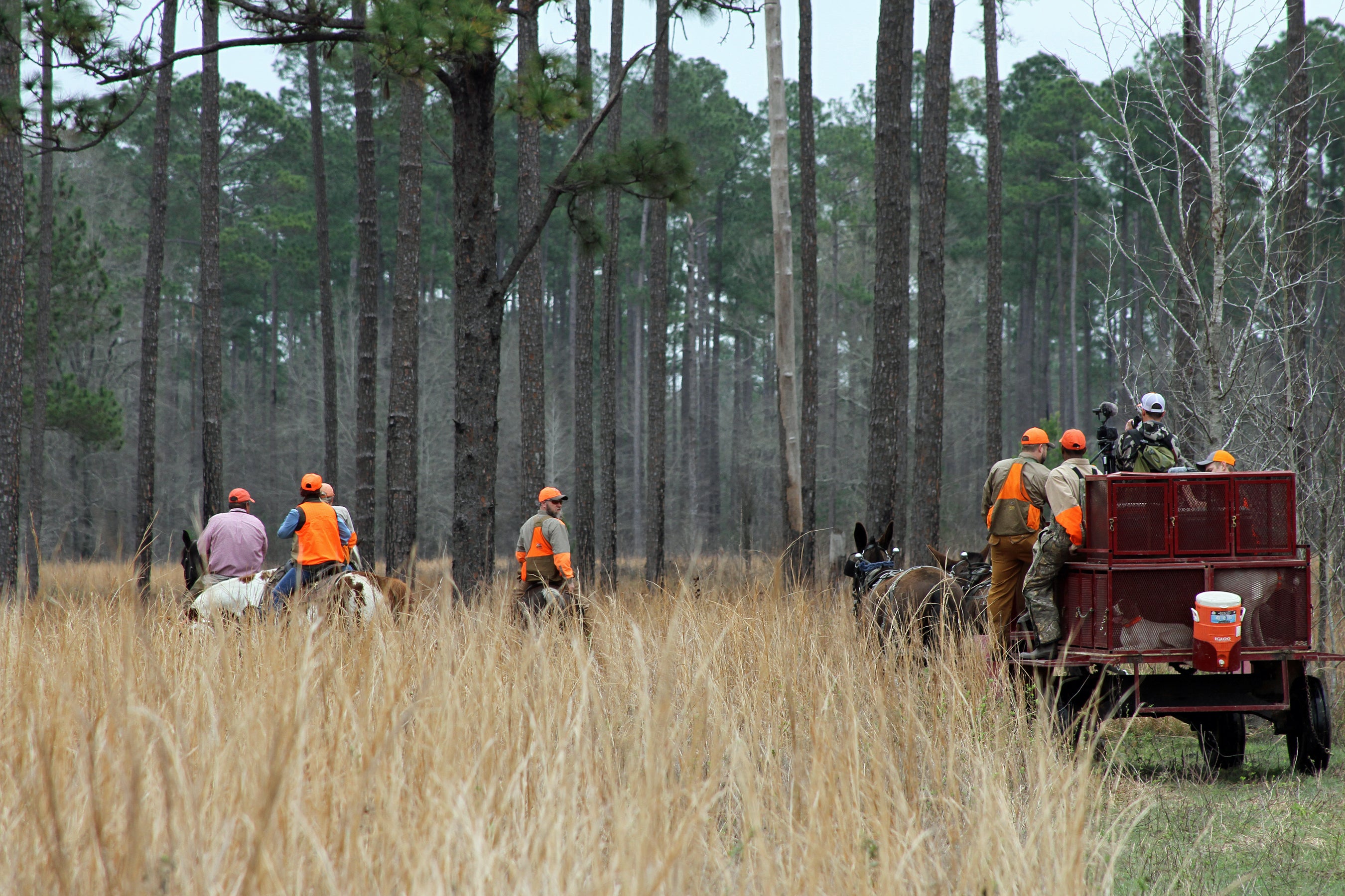 Uphill Battle Continues on Bobwhite Quail | Outdoor Alabama